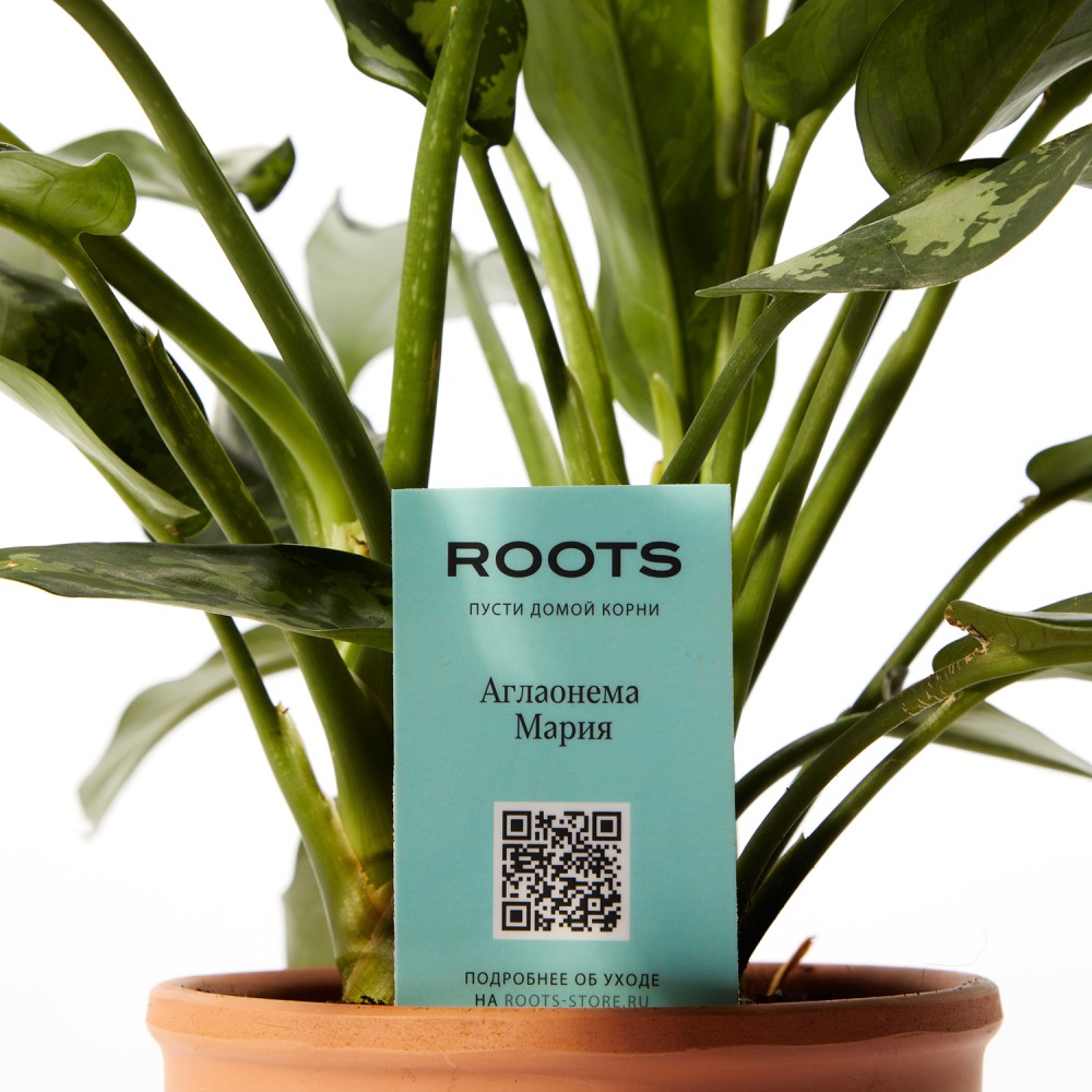 Аглаонема Мария