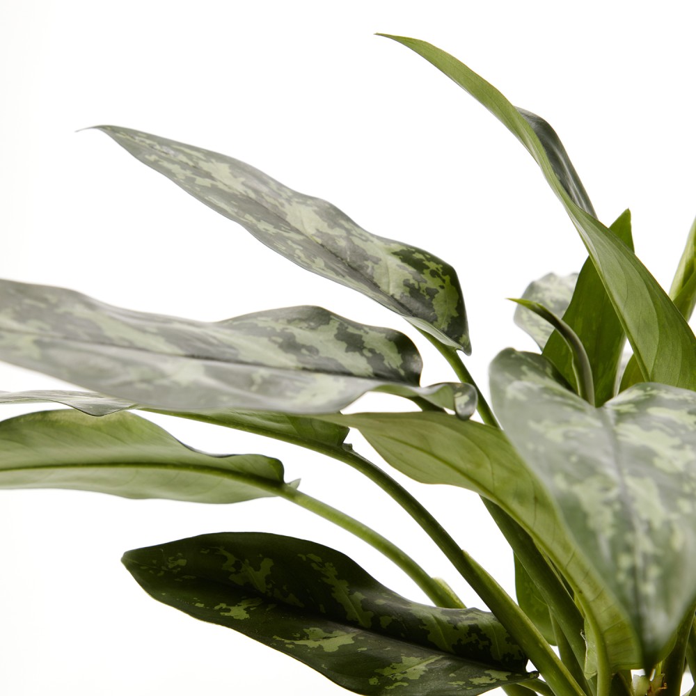 Аглаонема Мария