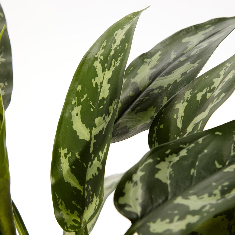 Аглаонема Мария