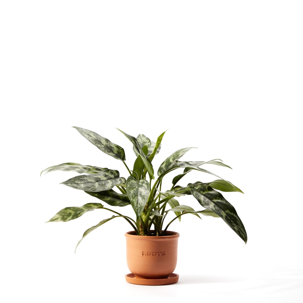 Аглаонема Мария