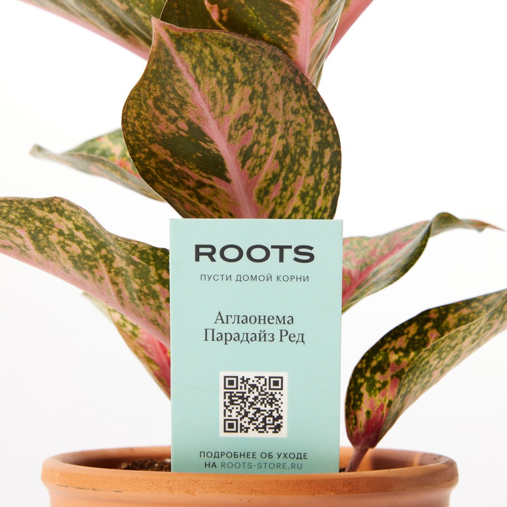 Аглаонема Парадайз Ред