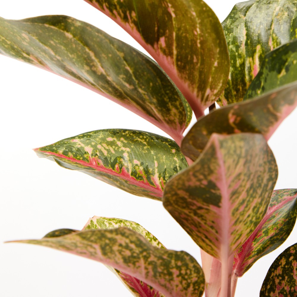 Аглаонема Парадайз Ред