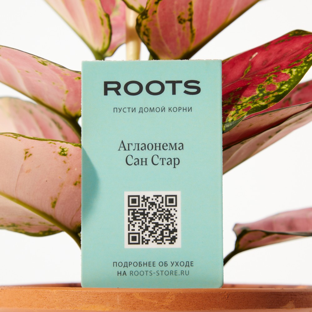 Аглаонема Сан Стар Аглаонема Сан Стар