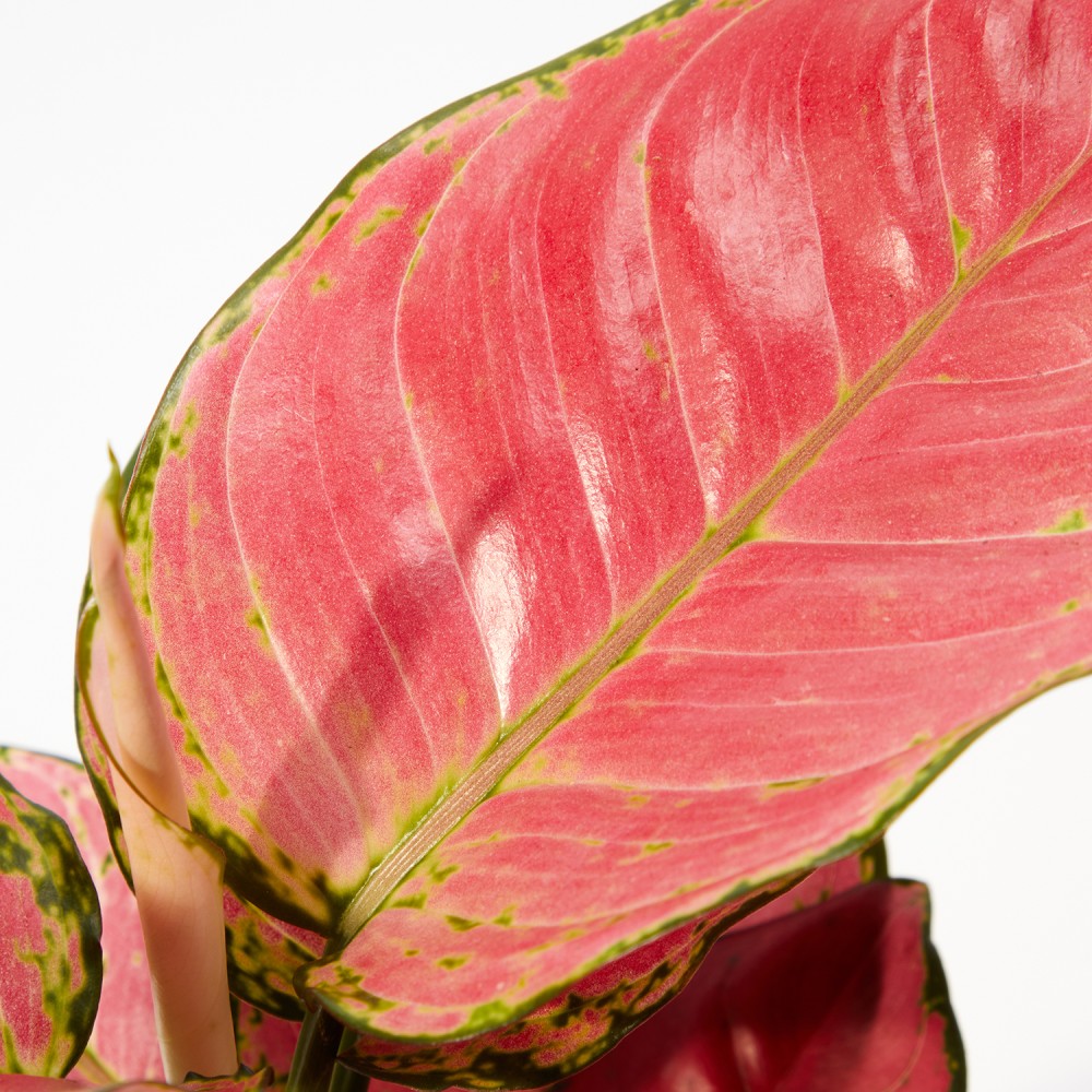 Аглаонема Сан Стар Аглаонема Сан Стар