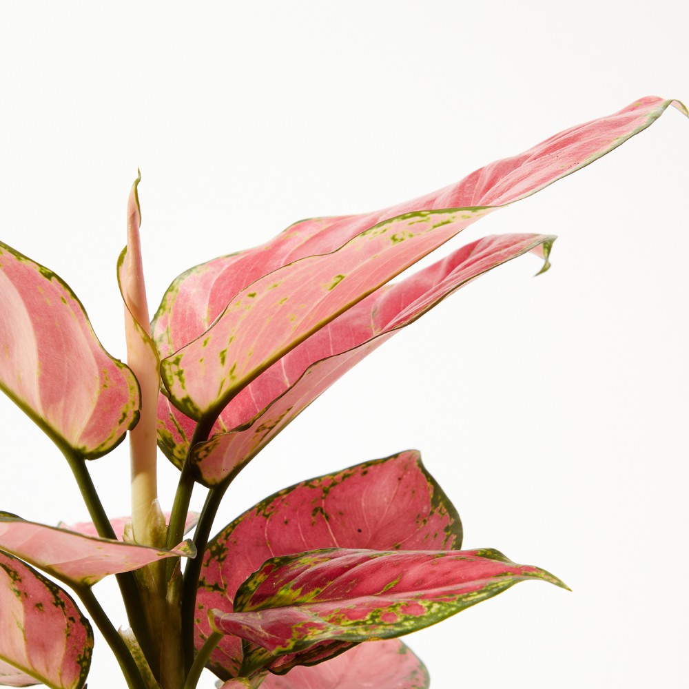 Аглаонема Сан Стар Аглаонема Сан Стар