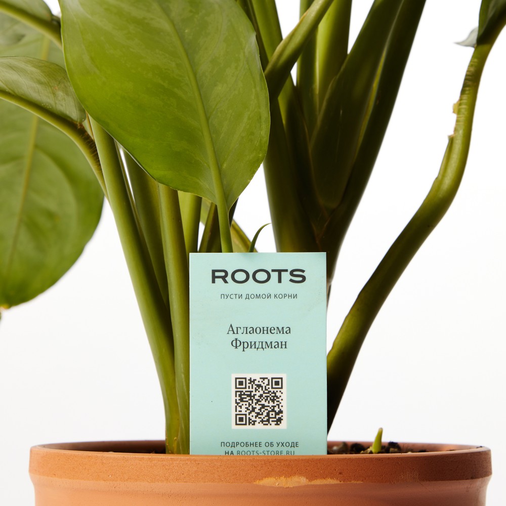 Аглаонема Фридман  Аглаонема Фридман