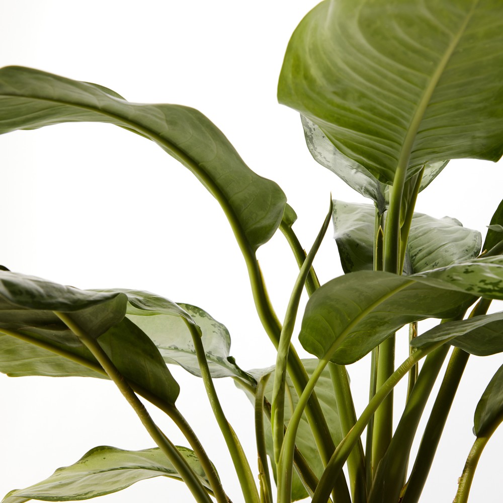 Аглаонема Фридман  Аглаонема Фридман