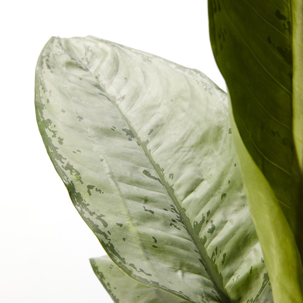 Аглаонема Фридман  Аглаонема Фридман