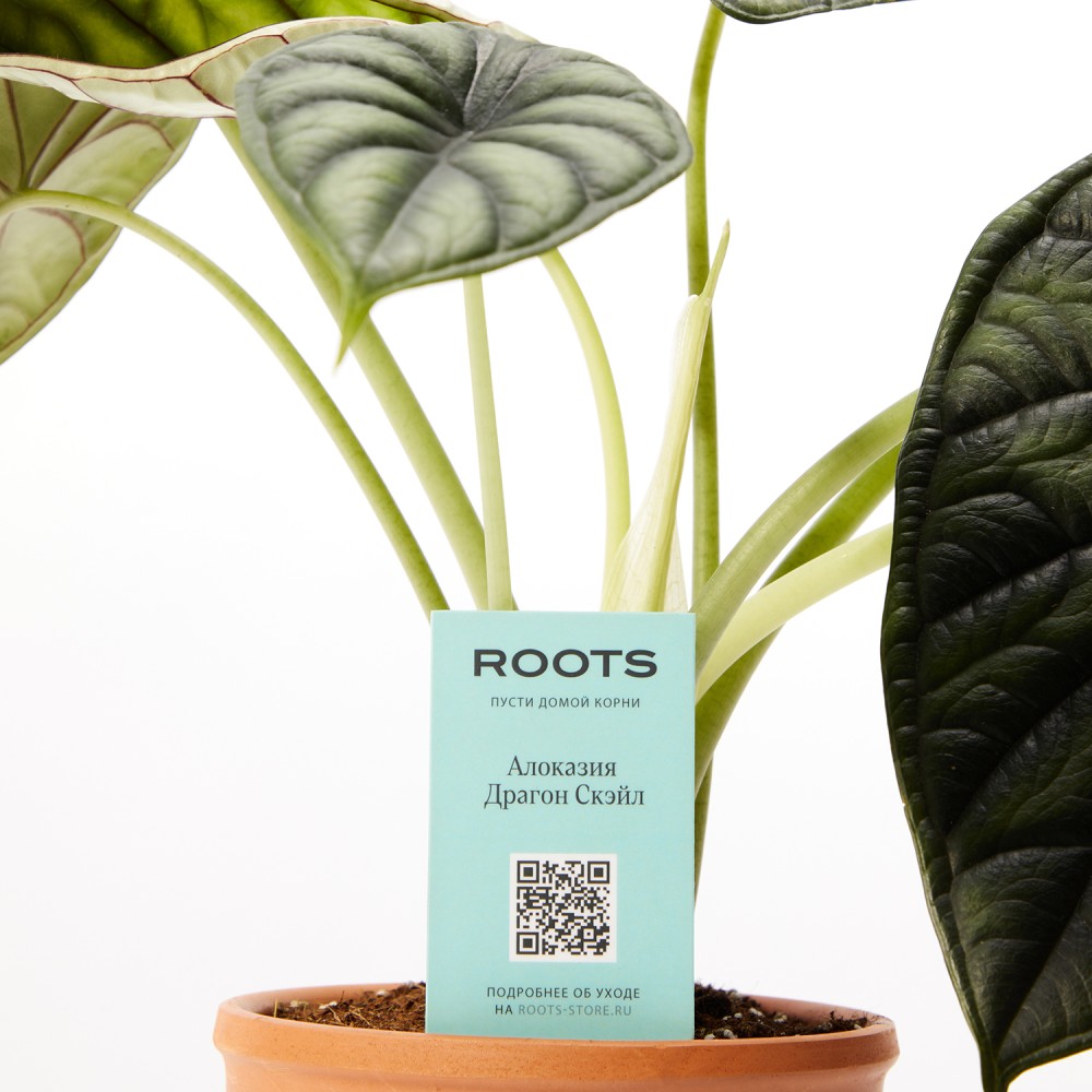 Алоказия Драгон Скэйл Алоказия Драгон Скэйл