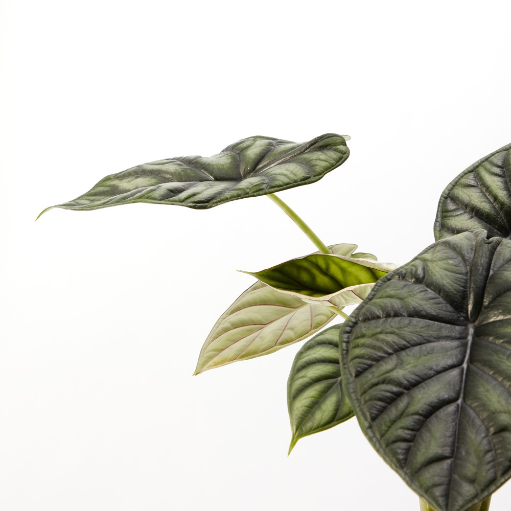 Алоказия Драгон Скэйл Алоказия Драгон Скэйл