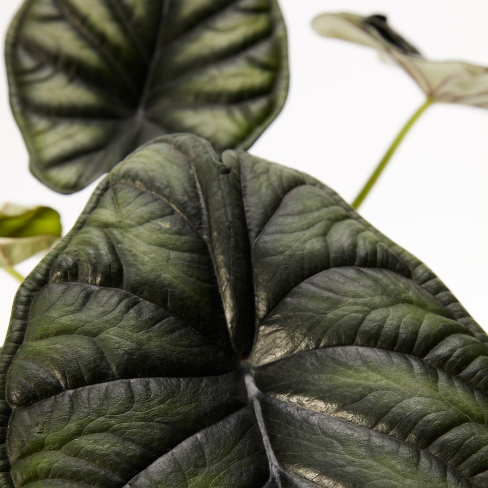 Алоказия Драгон Скэйл Алоказия Драгон Скэйл