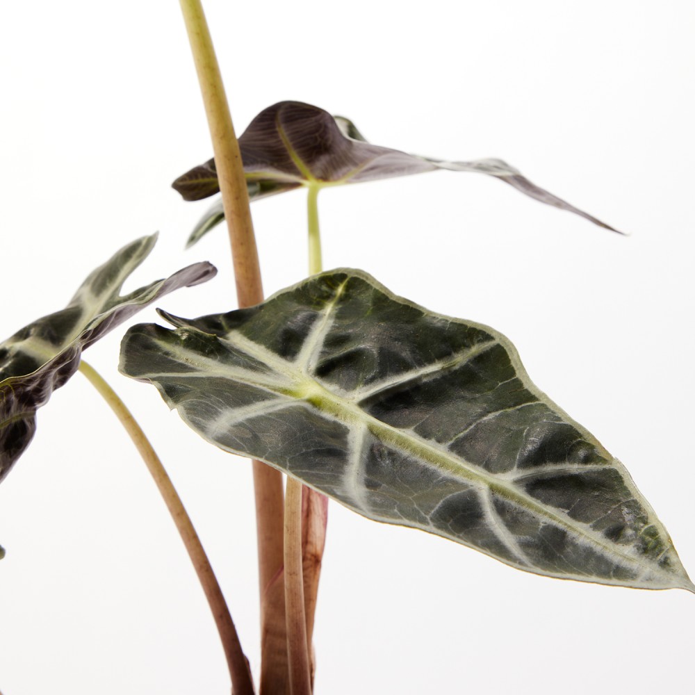 Алоказия Полли Алоказия Полли