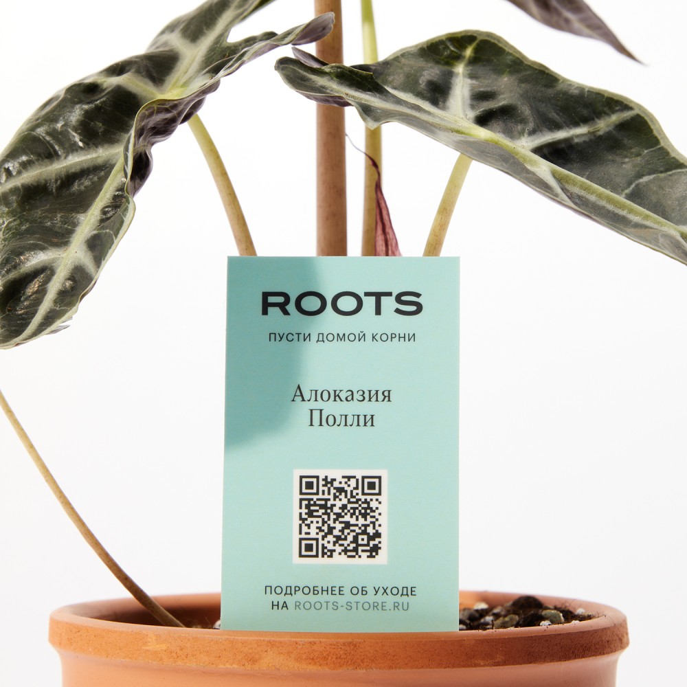 Алоказия Полли