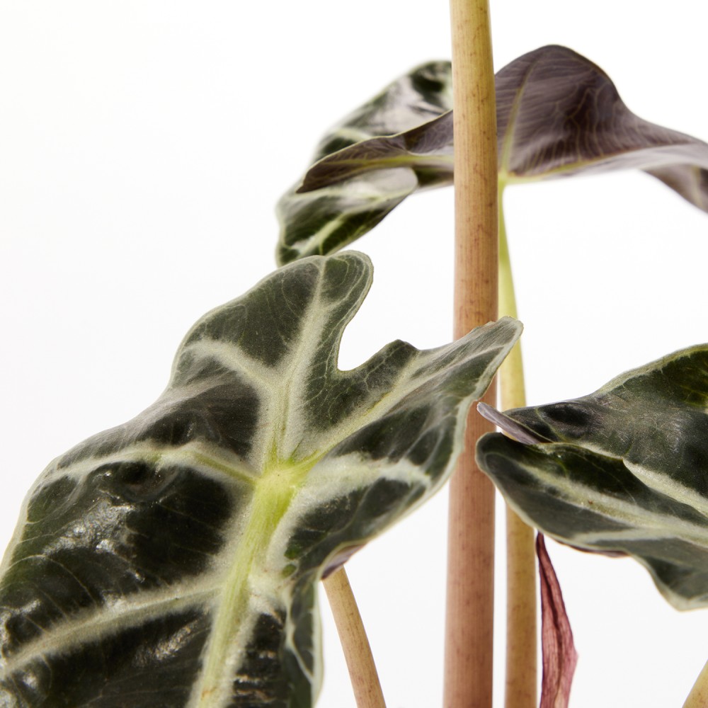 Алоказия Полли