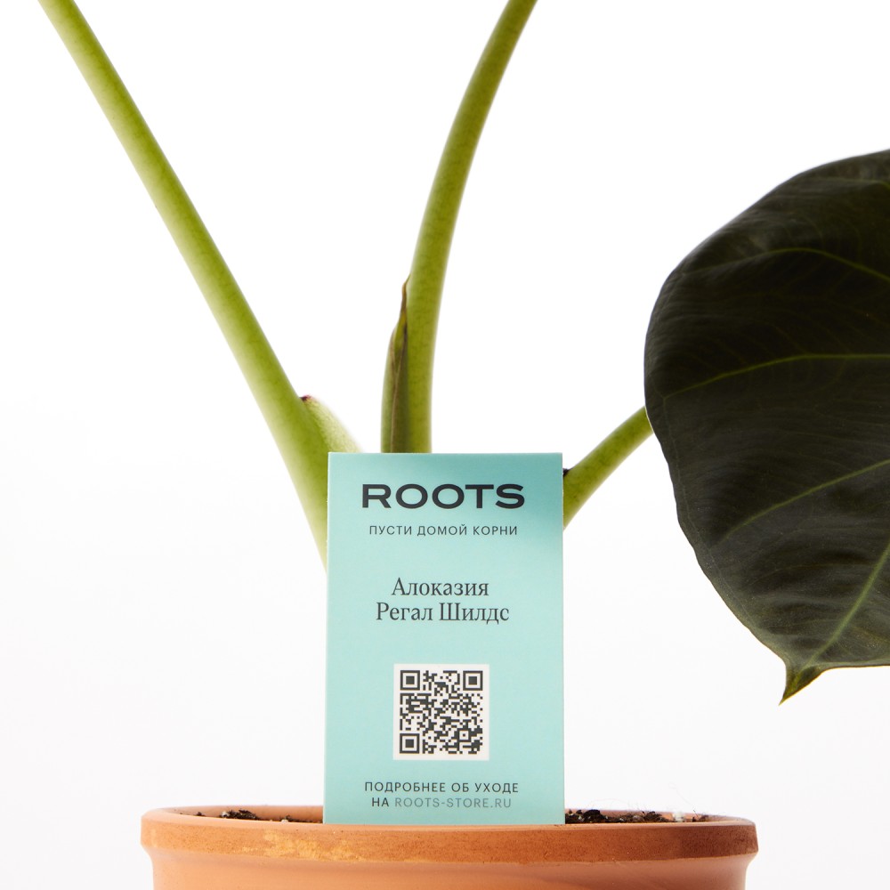 Алоказия Регал Шилдс