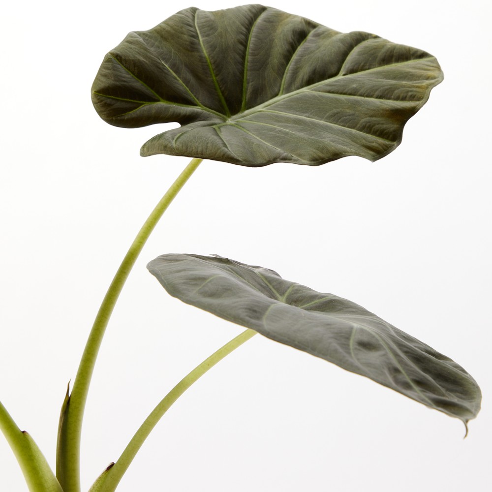 Алоказия Регал Шилдс