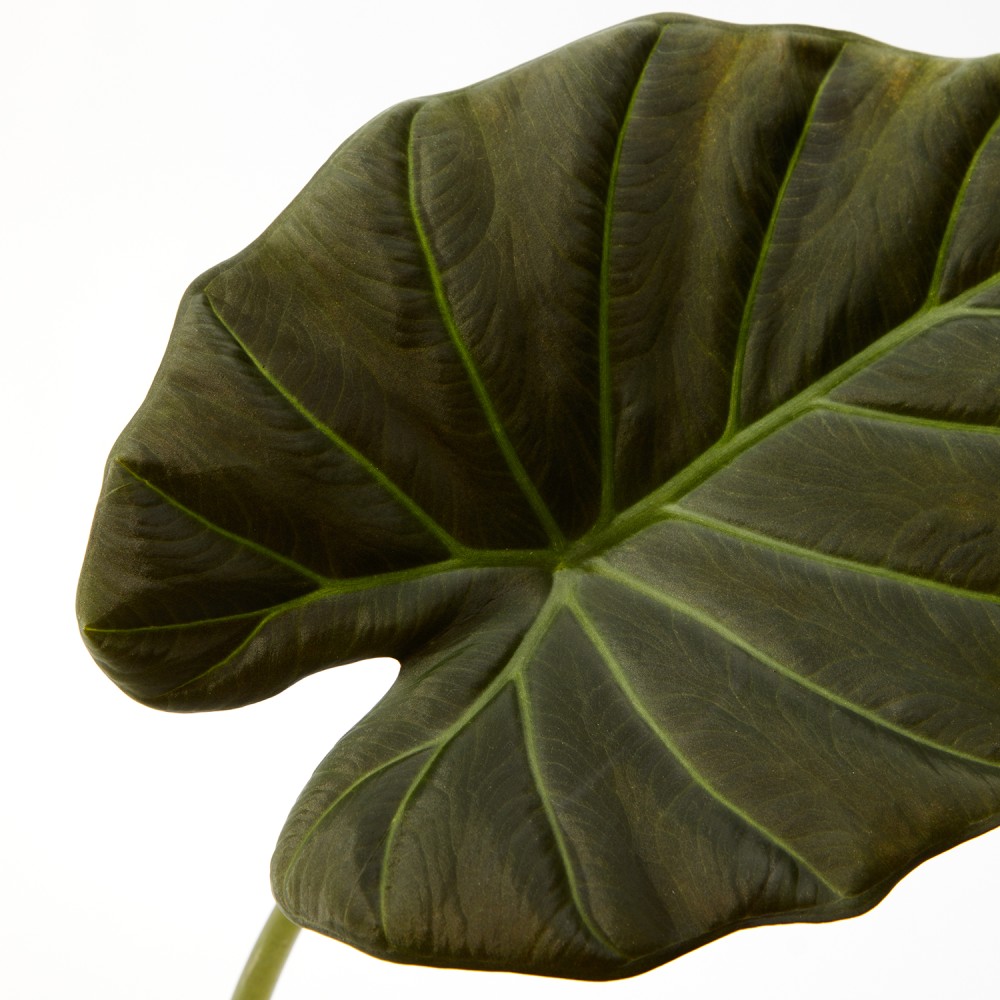 Алоказия Регал Шилдс