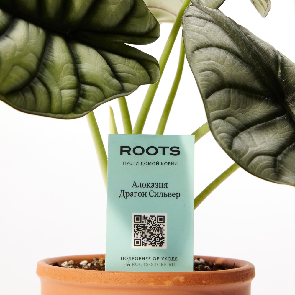 Алоказия Драгон Сильвер Алоказия Драгон Сильвер
