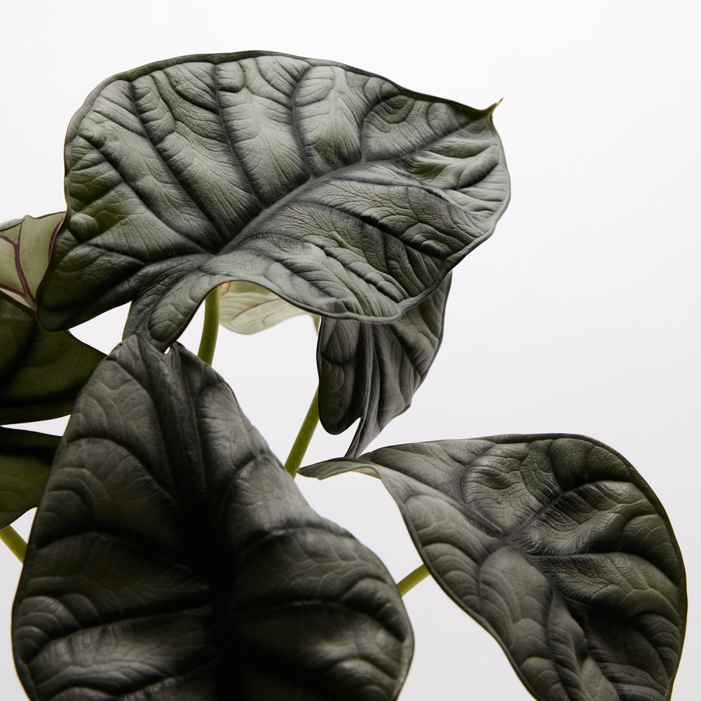 Алоказия Драгон Сильвер Алоказия Драгон Сильвер