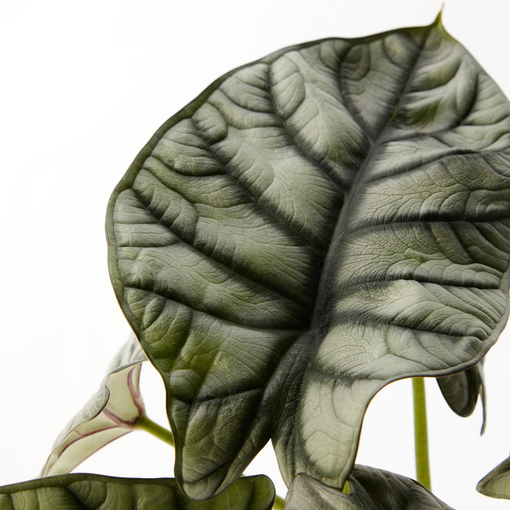 Алоказия Драгон Сильвер Алоказия Драгон Сильвер