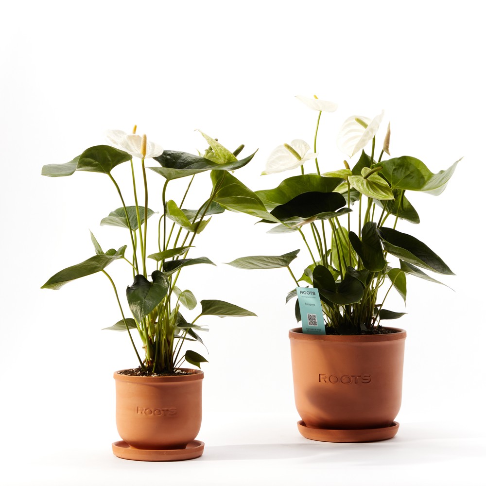 Антуриум Антедезия вайт