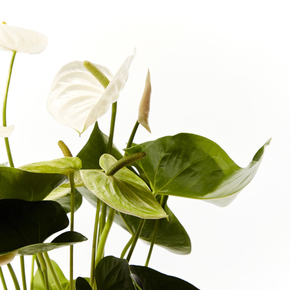 Антуриум Антедезия вайт