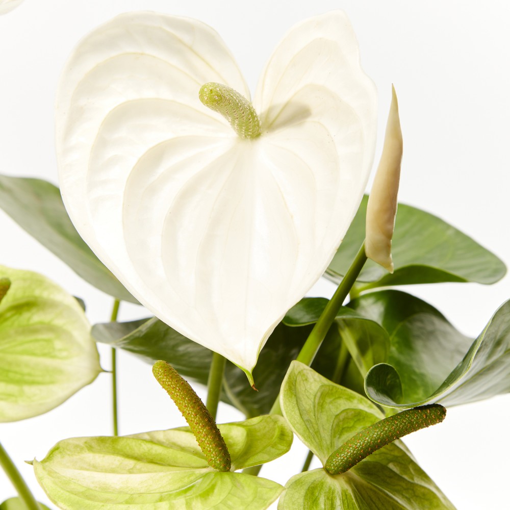 Антуриум Антедезия вайт