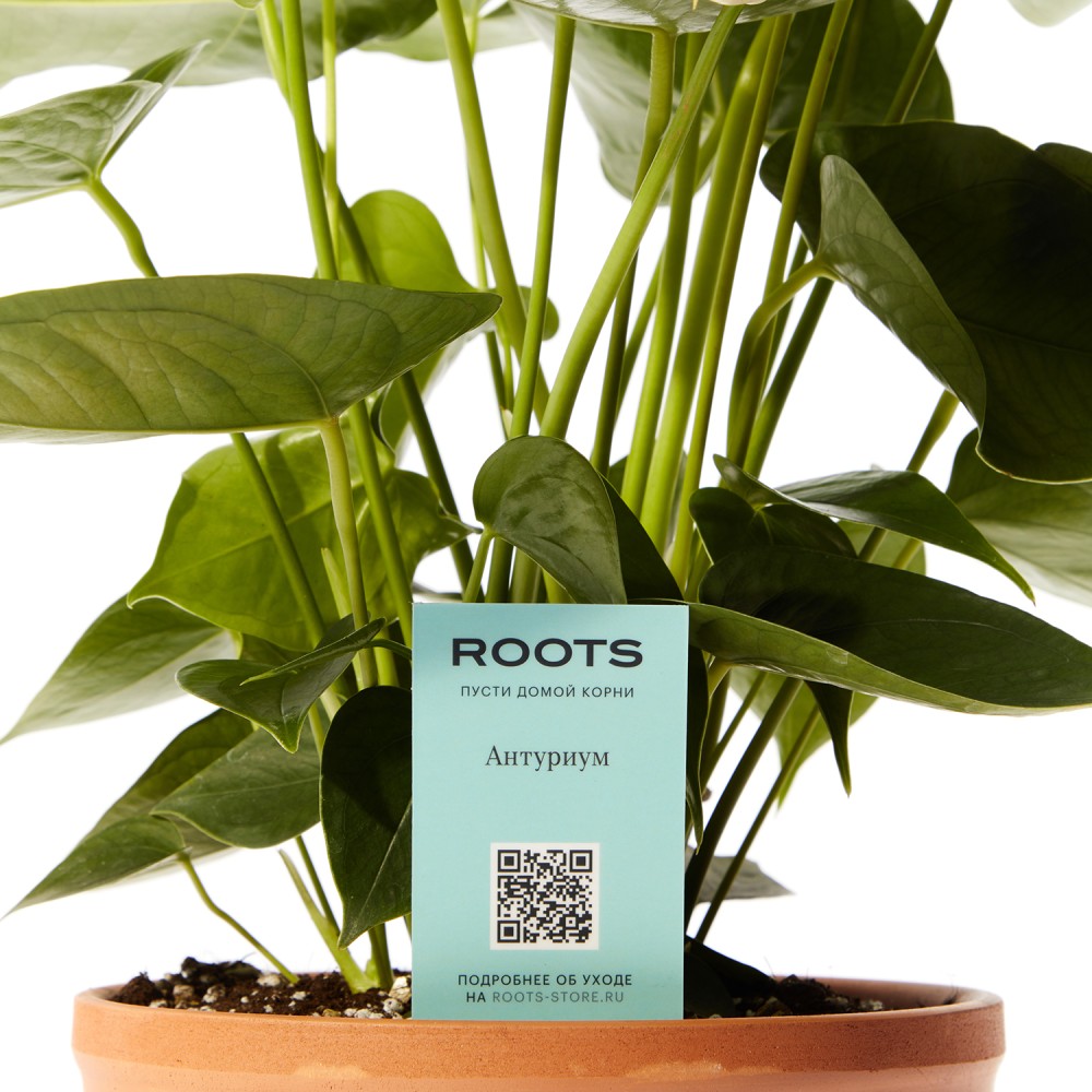 Антуриум Антедезия вайт