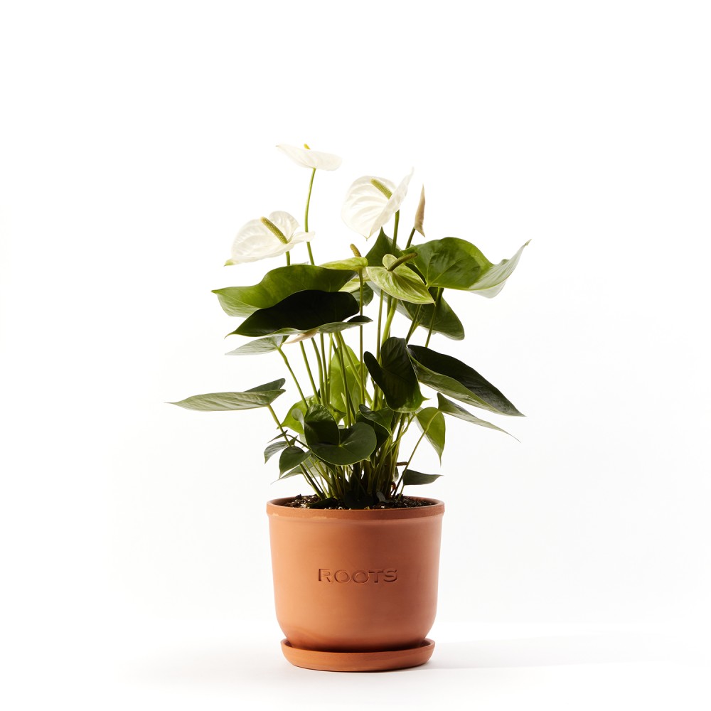 Антуриум Антедезия вайт