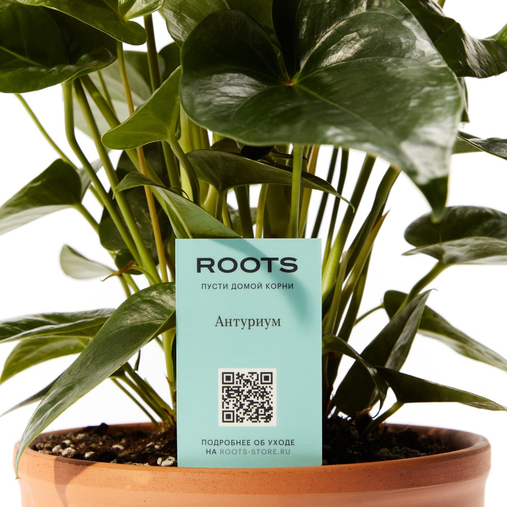 Антуриум Блэк