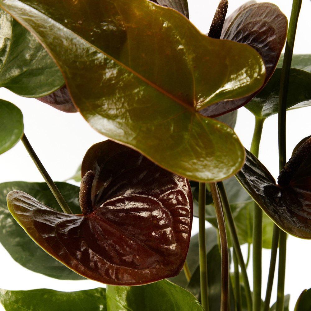 Антуриум Блэк