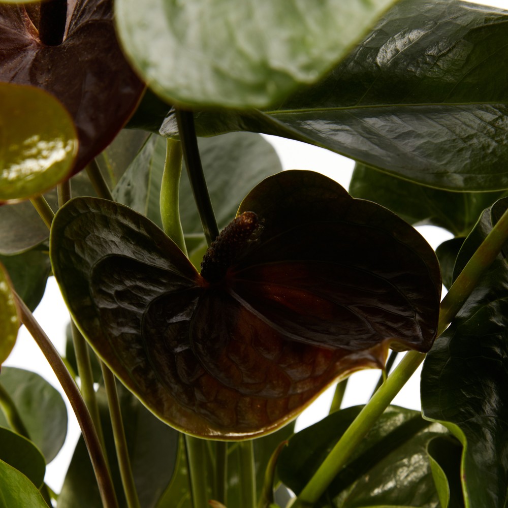 Антуриум Блэк