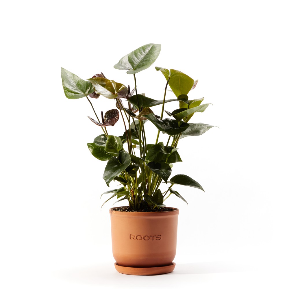 Антуриум Блэк