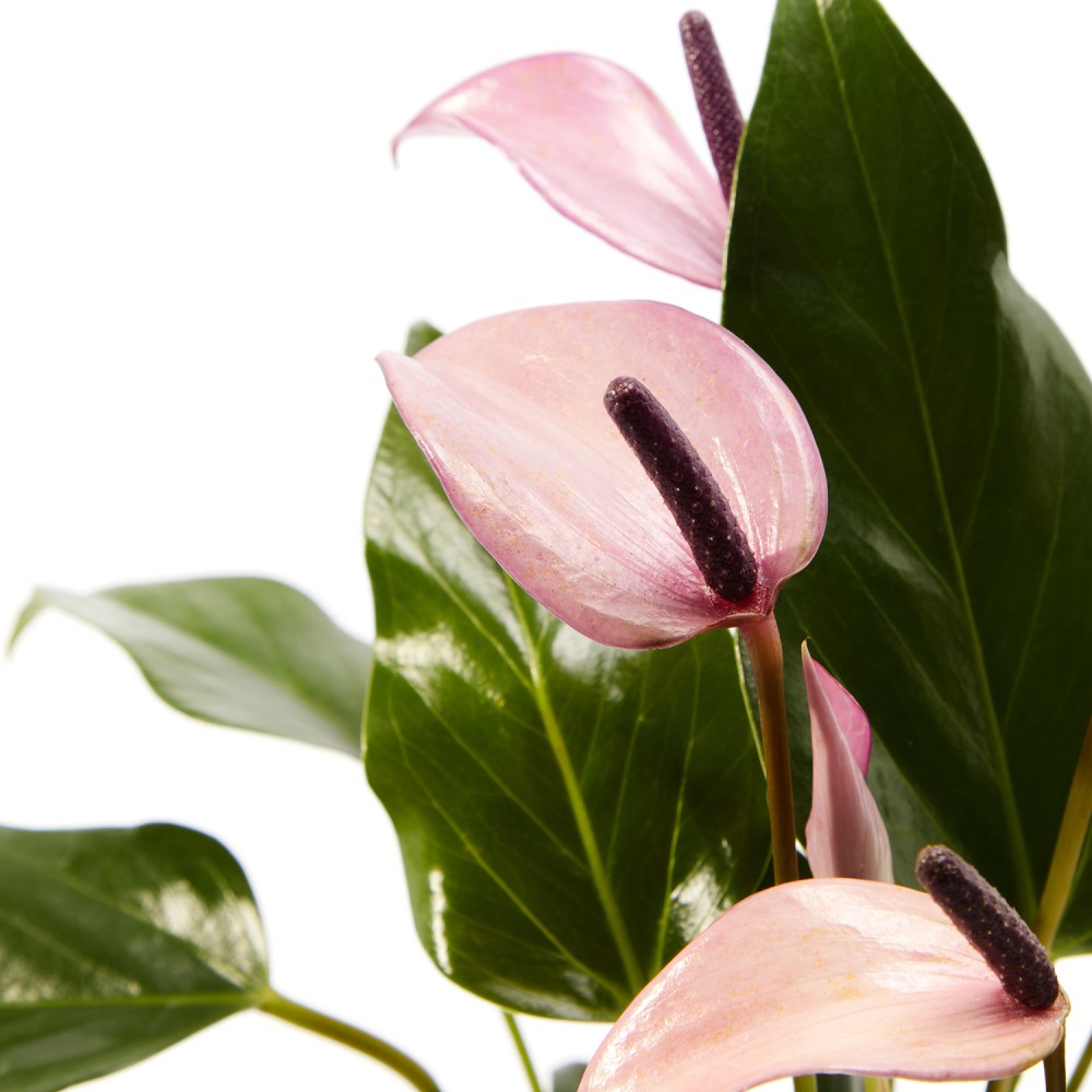 Антуриум Зизу Антуриум Зизу