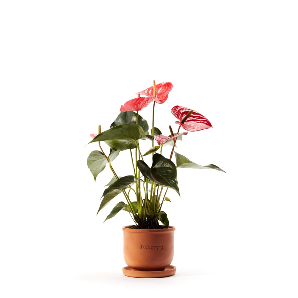 Антуриум Карма