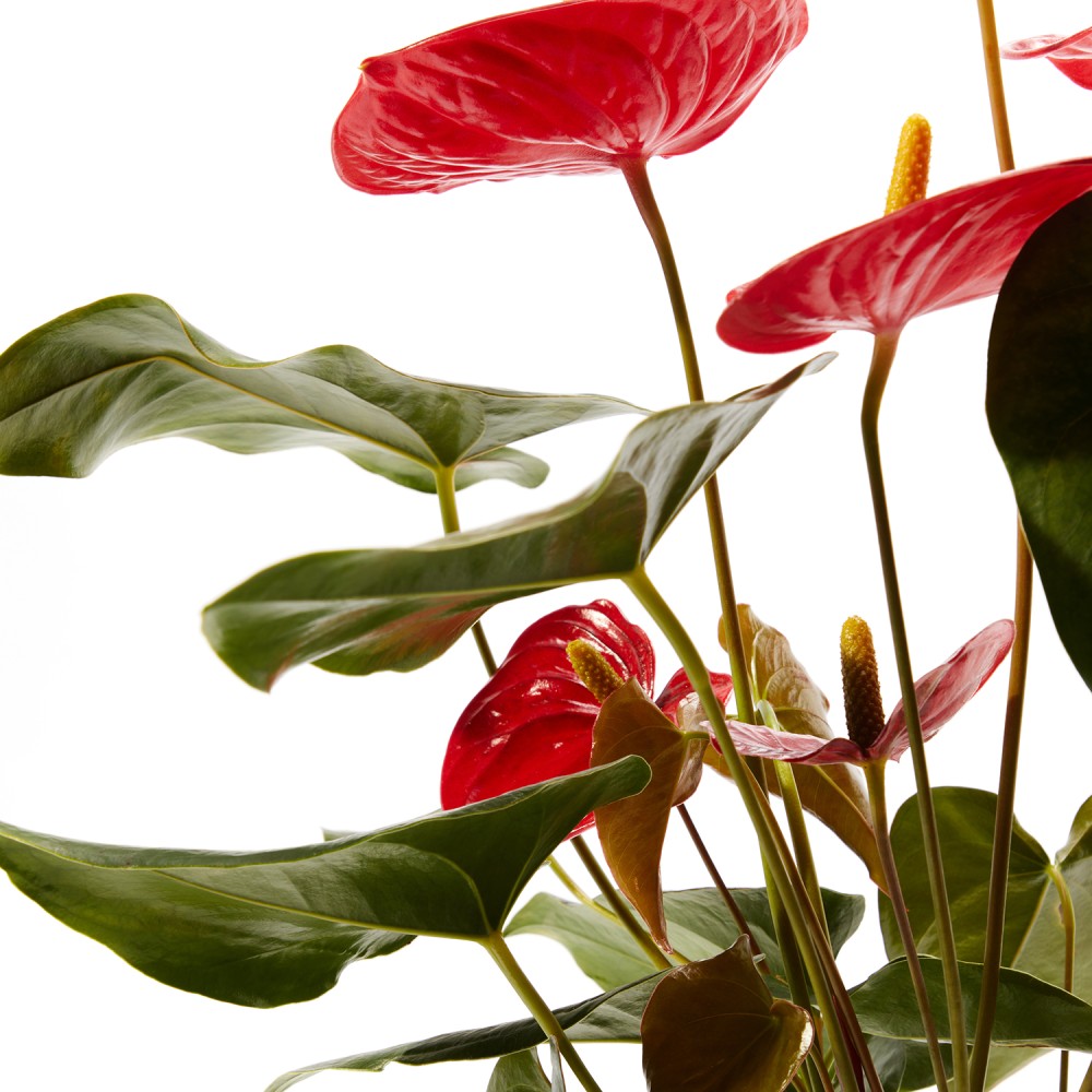 Антуриум Карма