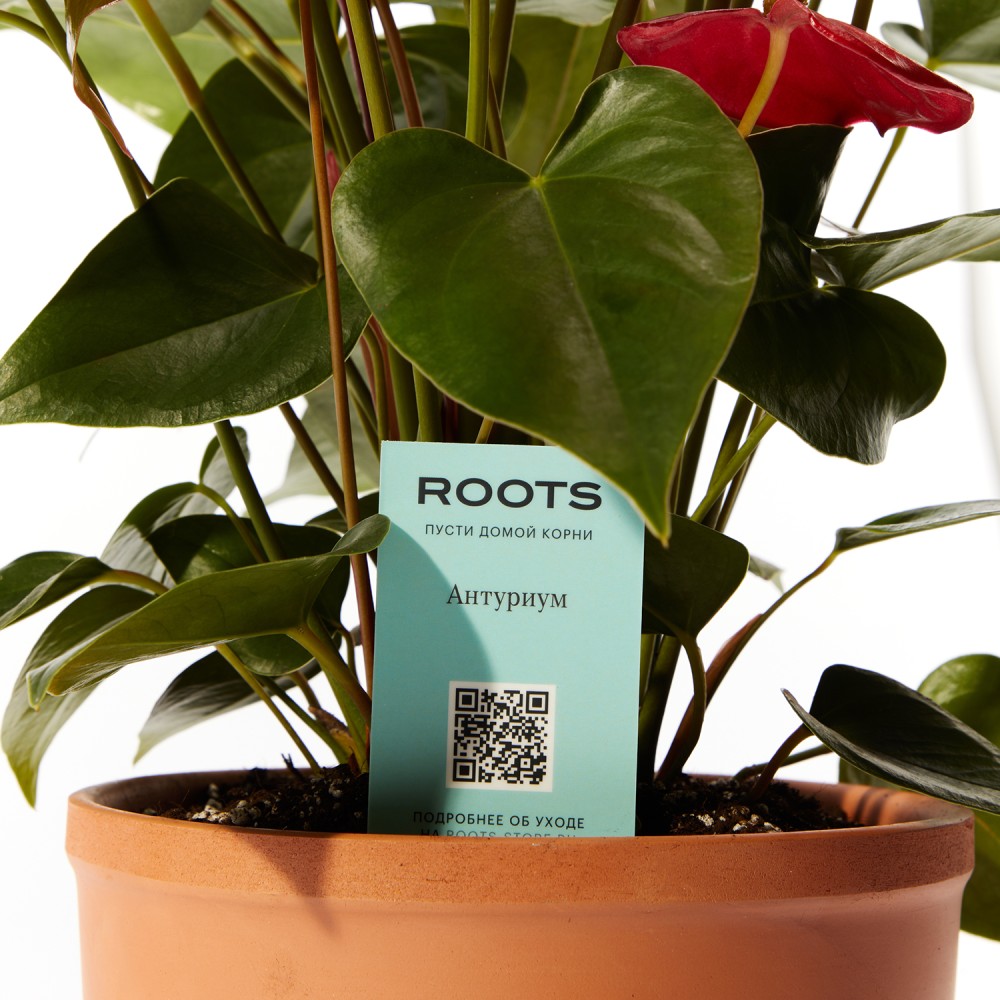 Антуриум Карма