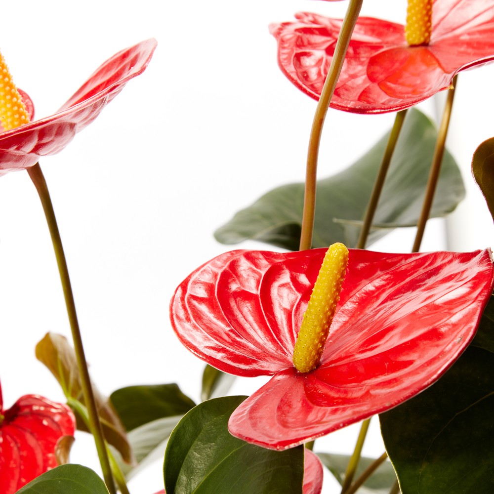 Антуриум Карма