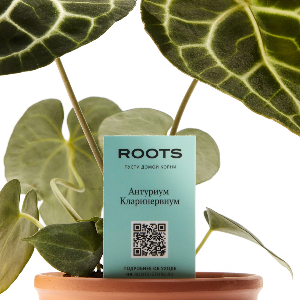 Антуриум Кларинервиум