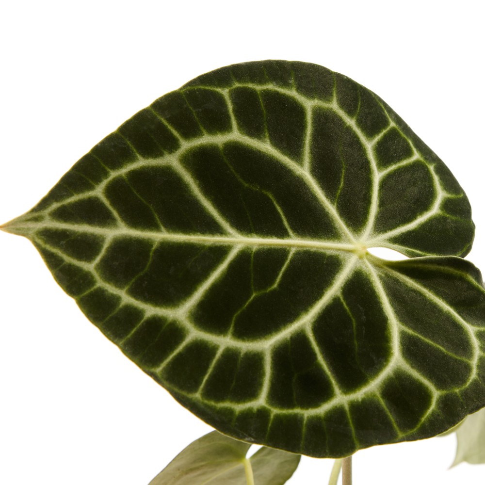 Антуриум Кларинервиум