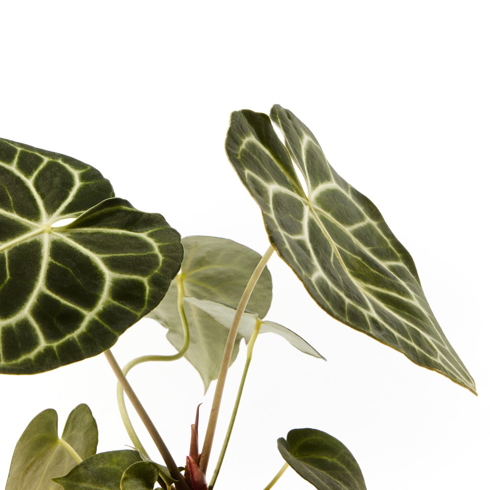 Антуриум Кларинервиум