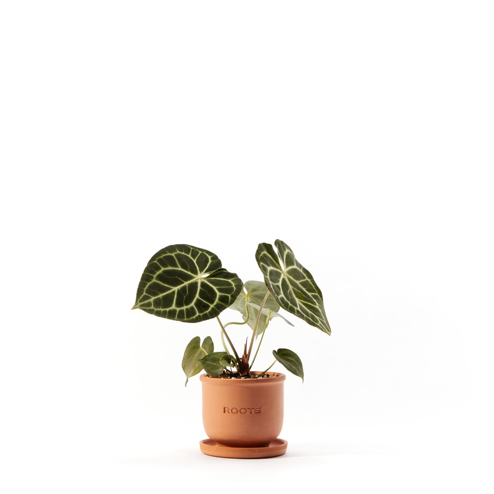 Антуриум Кларинервиум