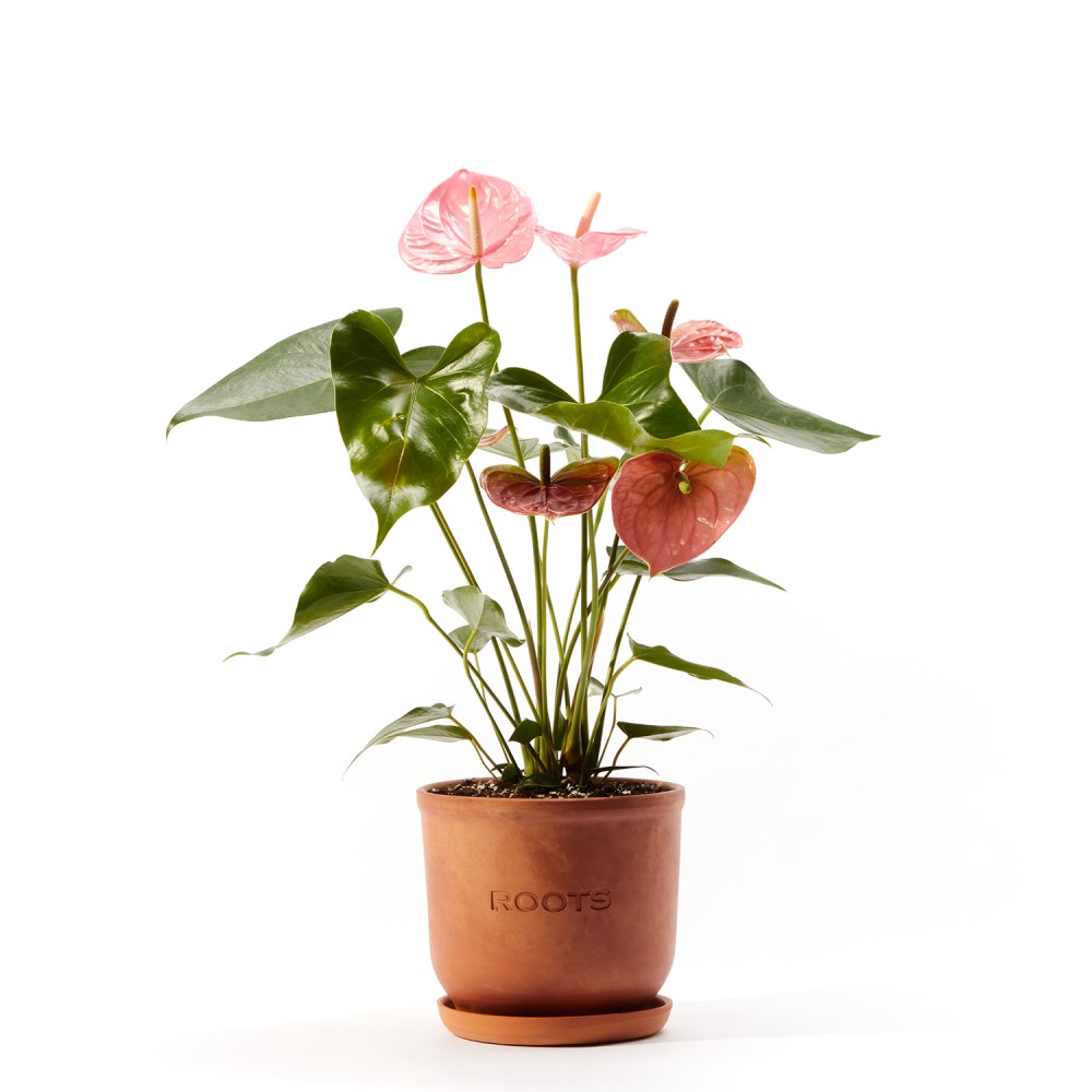 Антуриум Колорадо