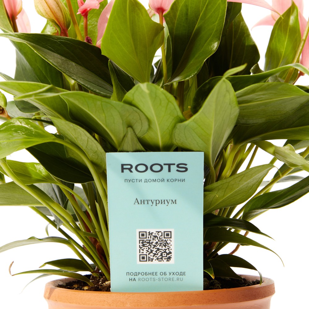 Антуриум Лилли