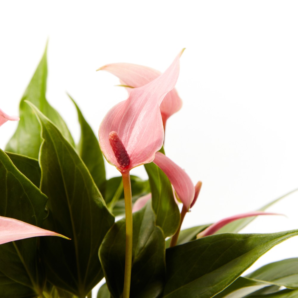 Антуриум Лилли