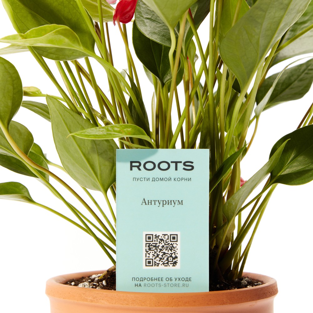 Антуриум Миллион Флауэрс Антуриум Миллион Флауэрс