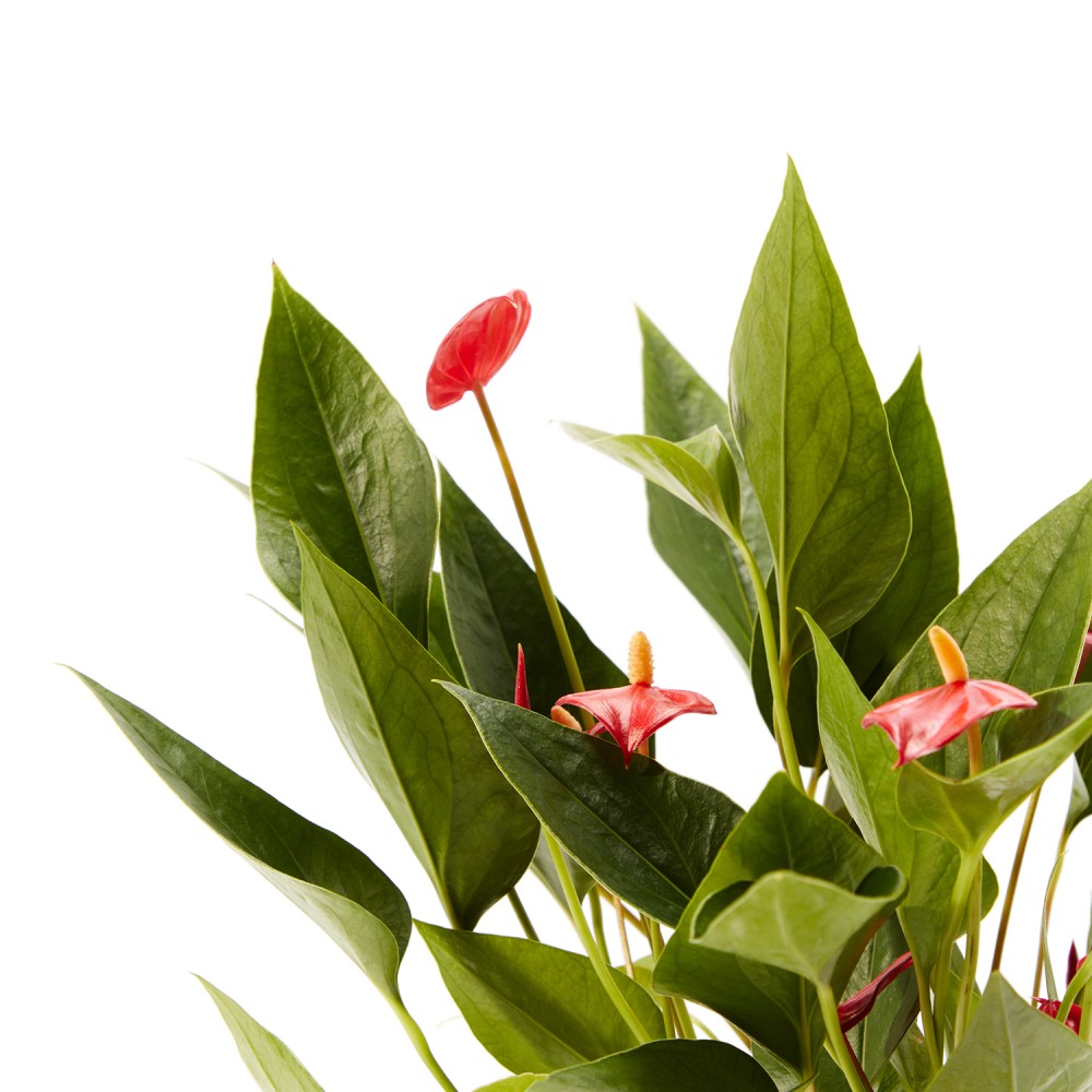 Антуриум Миллион Флауэрс Антуриум Миллион Флауэрс