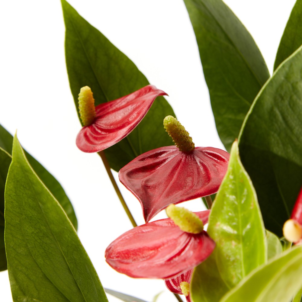 Антуриум Миллион Флауэрс Антуриум Миллион Флауэрс