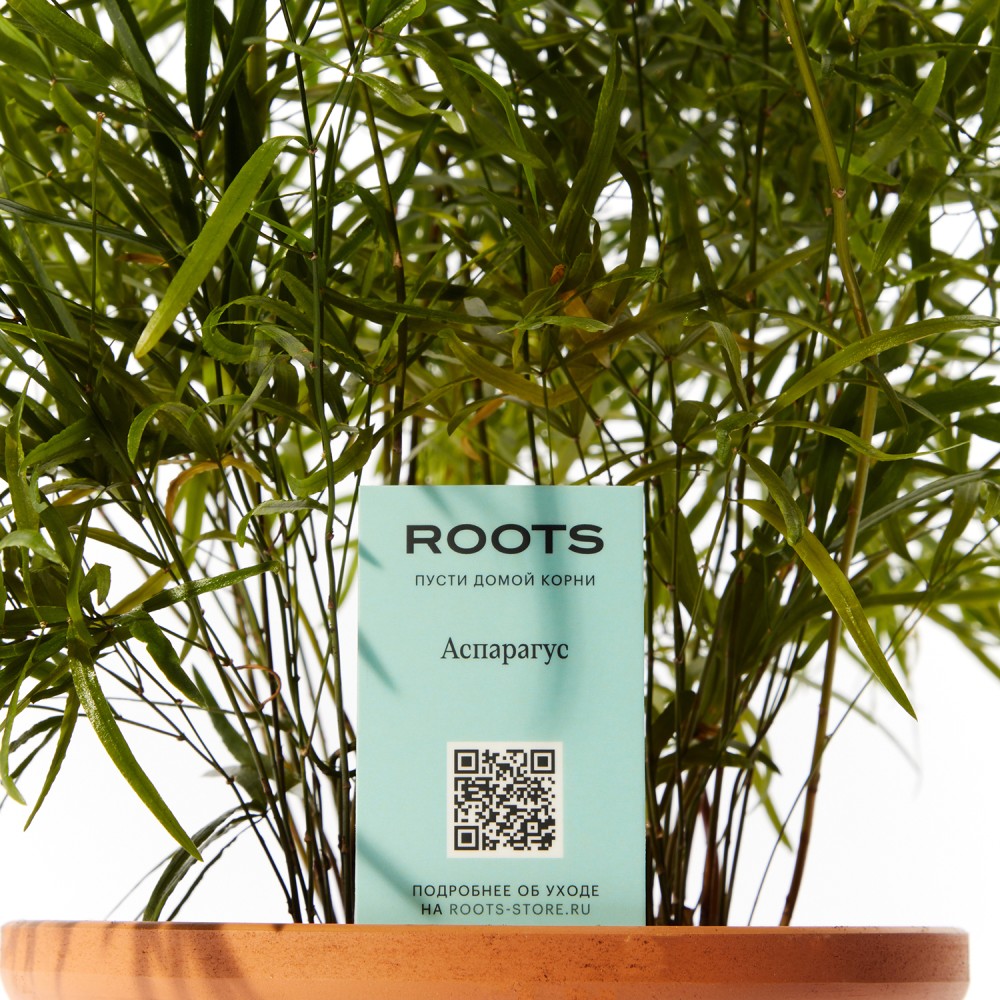 Аспарагус Фалькатус