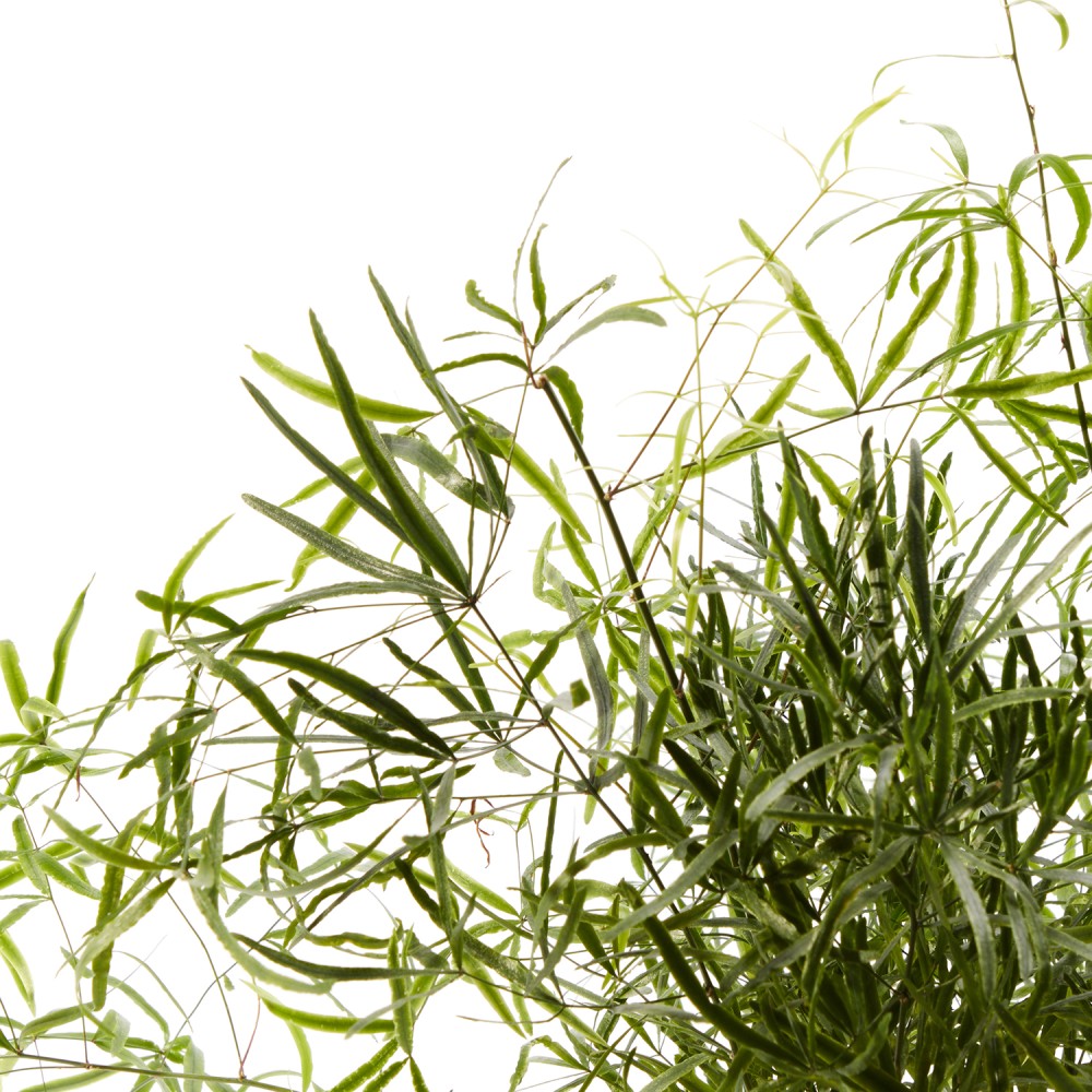 Аспарагус Фалькатус